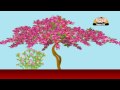 Learn about Plants in Hindi - Shurbs
