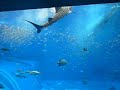 Okinawa Churaumi Aquarium Part10 (New Version)