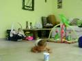 videos de Dic - 211 - gateo con yogurth