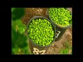 amway安利Nutrilite紐崔萊Farm農場(Brazil巴西)
