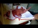 odin bath - lil princeton tiger