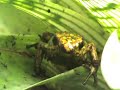 oophaga sylvatica lita