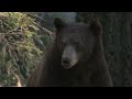 Yosemite Black Bears