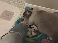 Cat brushing itself Cat brushing itself