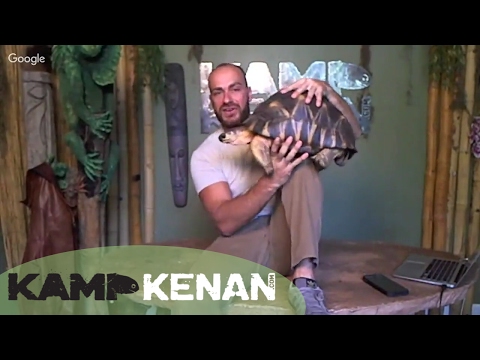 YouTube reptile video