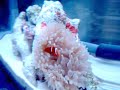 Anemona simbiosi ocellaris Anemona simbiosi ocellaris