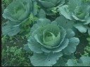 organic fertilizer