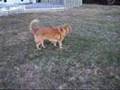 Cocasse Vs Lucky