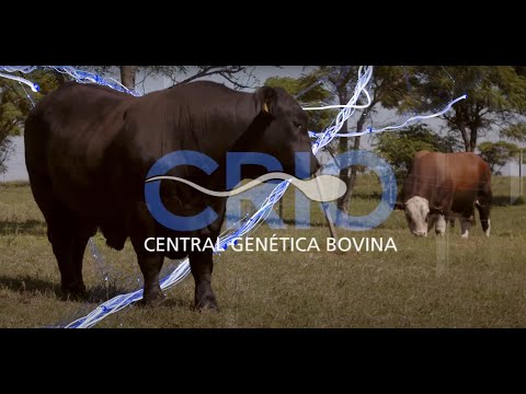 CRIO Central Genética Bovina, conheça a nossa empresa