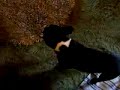 Bulldog Franc�s.Manson Vs Radiador
