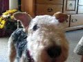 Willy the Lakeland Terrier's 3rd Birthday! Wild Dog!