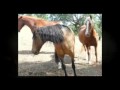 Sandy and Barry Nathan love their ranch lifestyle and Peruvian Paso horses. Here they introduce you to Rancho Vilasa-- and a knotty problem. How to put territorial herd animals in the same pasture?