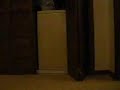 My cat sitting
