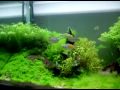aquario plantado 1,00x50x50 