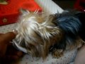 Yan Yan and Lay Chi Navidad 2009 (3/3)