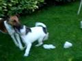 videos de Cuccioli Fox giocano con la mamma e la zia pt.3/6