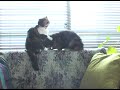 2009年5月22日発売のDVD「めめ一家の毎日」（竹書房）より先行公開！ 特典映像（NG集）より「おっちょこちょい親子」です。