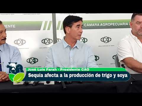 Sequía continúa afectando a la producción de trigo y soya 