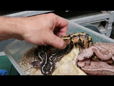 YouTube reptile video
