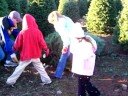more christmas tree cutting (and carrying)