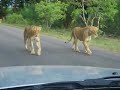 lion chase kruger oct 07
