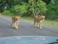 Lion \"chase\", Kruger Oct 07