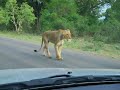 lion chase kruger oct 07