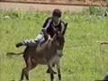 OS MAIS  INU2 - Video Fotos III - JACKASS VOTUPORANGA