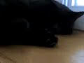 mr. blik is sleeping
