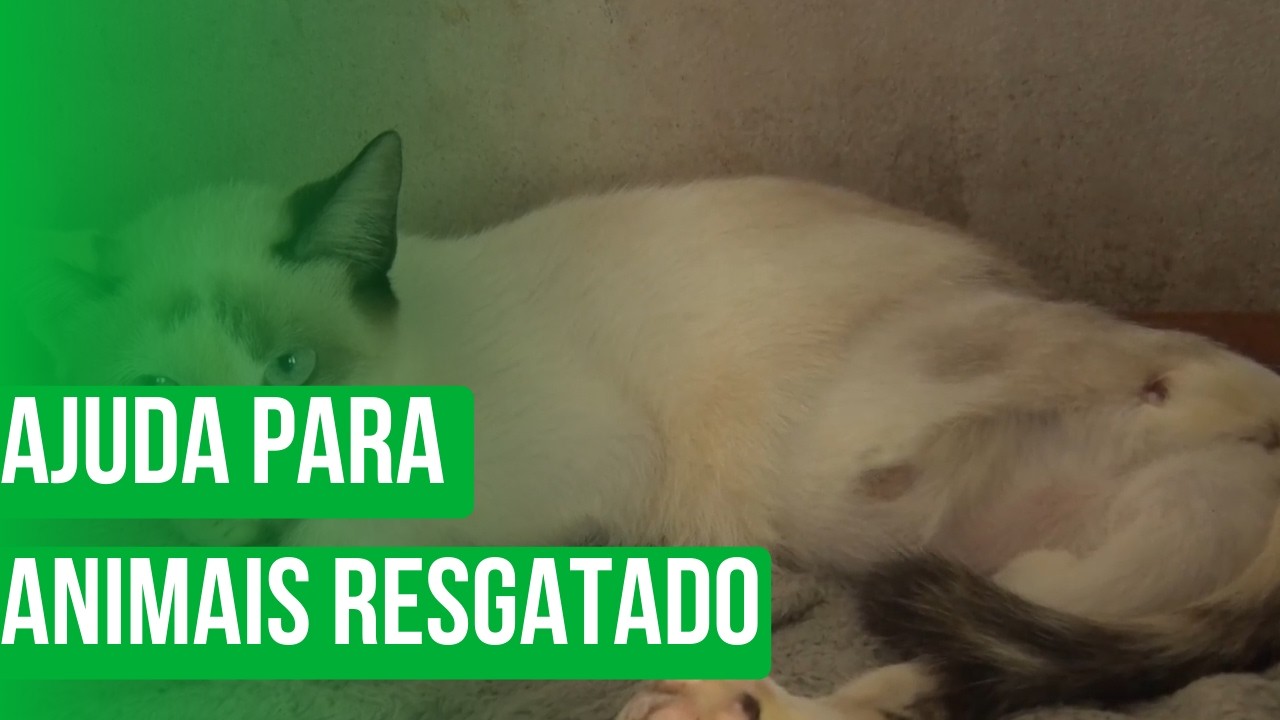 Protetora pede ajuda para animais resgatados