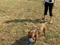 pitbull-carlos-staff-rednose-training.html