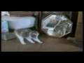 Animali pazzi!!!