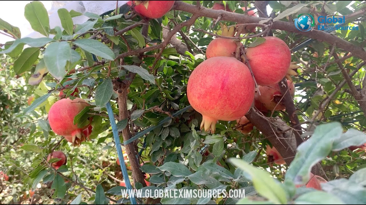 Pomegranate - Ready to harvest | Global EXIM Sources
