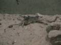 ???? juda desert vipera vs  mause