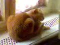 Ylvie und Gipsy auf der Fensterbank