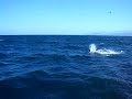 Delfines en el Cant�brico