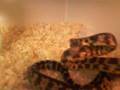 Snake-vs-mouse