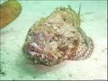 Barbados Video