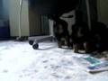 Crillis German Shepher Puppies