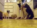 videos de introducing bubble and whiley