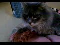Kitty Motel at Best Friends