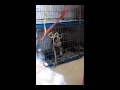 Click here to watch this video Boston Terrior Milduck is at the vet
