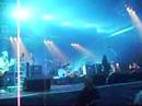 foo fighters - marigold foo fighters - marigold