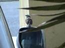 Bird playing with mirror