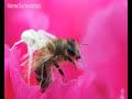Bumblebees left paranoid by disguised spiders