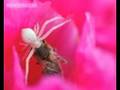 Bumblebees left paranoid by disguised spiders