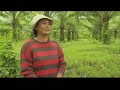 Philippine oil palm cultivation raises food concerns-17Dec07