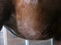 Pregnant Horse8 Pregnant Horse8