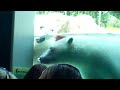 Young Polar Bears Playtime part two