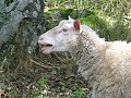 baaaa.